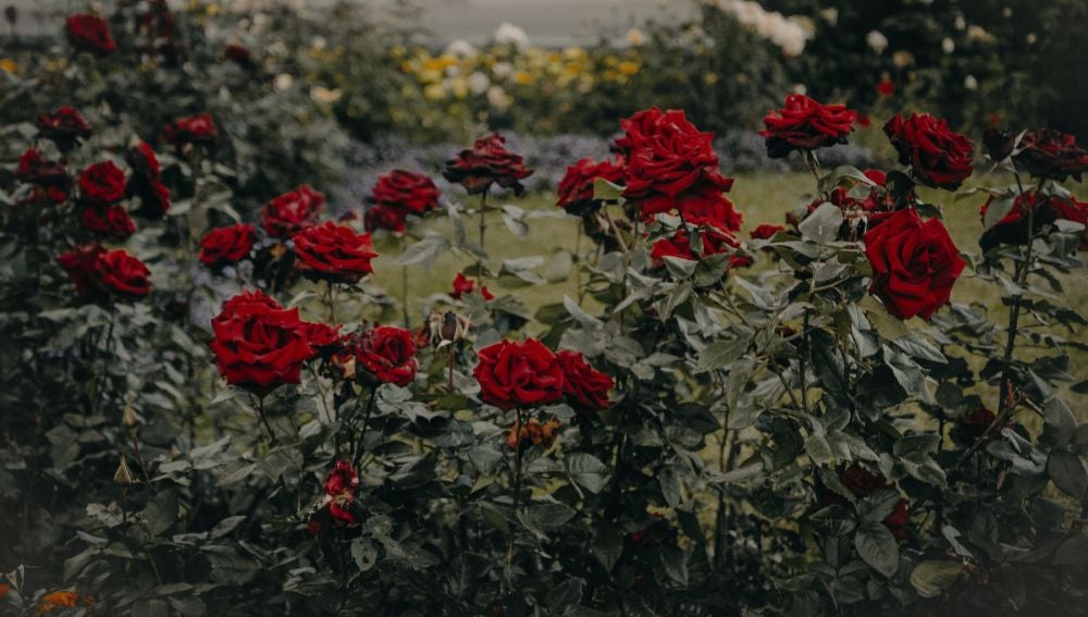 Como Y Cuando Podar Los Rosales