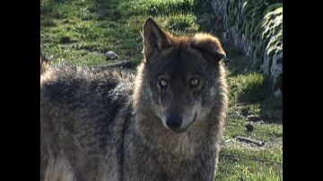 La verdad tras la mala fama del lobo, que casi acaba extinto en España: "Es uno de los animales más nobles"