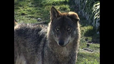 La verdad tras la mala fama del lobo, que casi acaba extinto en España: "Es uno de los animales más nobles" La verdad tras la mala fama del lobo, que casi acaba extinto en España: "Es uno de los animales más nobles"