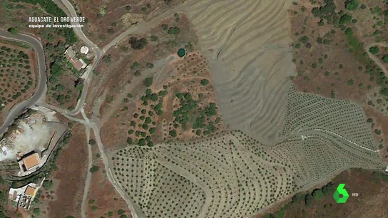 Cambiar olivos por aguacates en Málaga: 6.000 hectáreas de secano, convertidas en campos de fruta tropical con problemas para regar Cambiar olivos por aguacates en Málaga: 6.000 hectáreas de secano, convertidas en campos de fruta tropical con problemas para regar