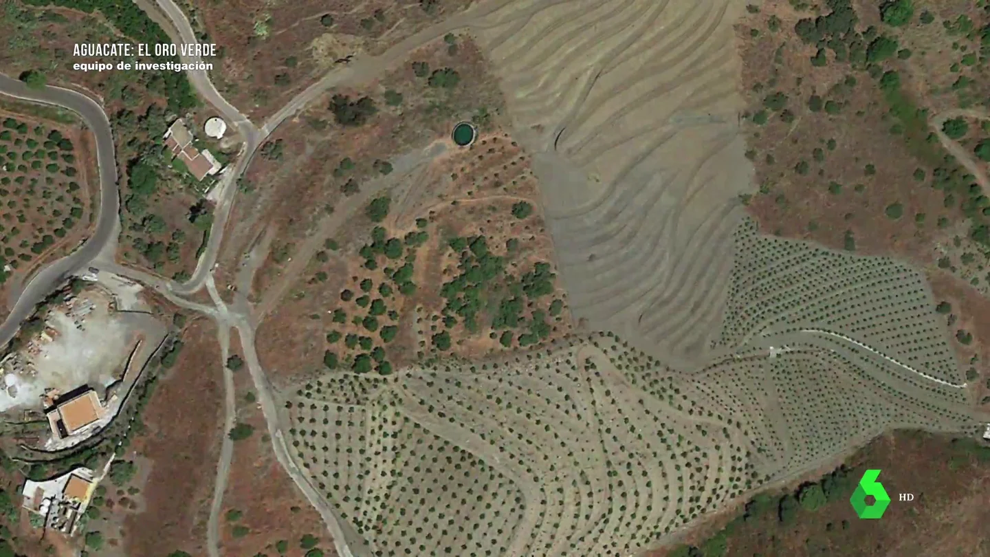 Cambiar olivos por aguacates en Málaga: 6.000 hectáreas de secano, convertidas en campos de fruta tropical con problemas para regar Cambiar olivos por aguacates en Málaga: 6.000 hectáreas de secano, convertidas en campos de fruta tropical con problemas para regar