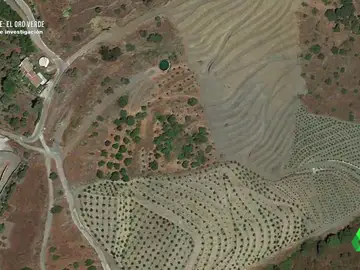 Cambiar olivos por aguacates en Málaga: 6.000 hectáreas de secano, convertidas en campos de fruta tropical con problemas para regar