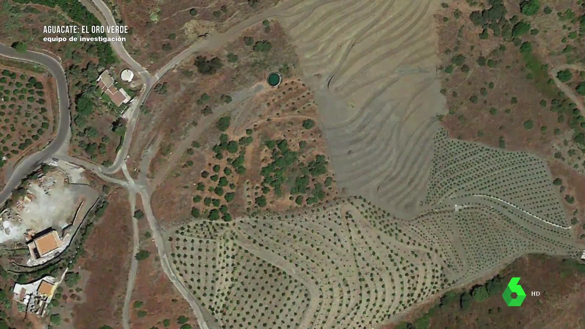 Cambiar olivos por aguacates en Málaga: 6.000 hectáreas de secano, convertidas en campos de fruta tropical con problemas para regar