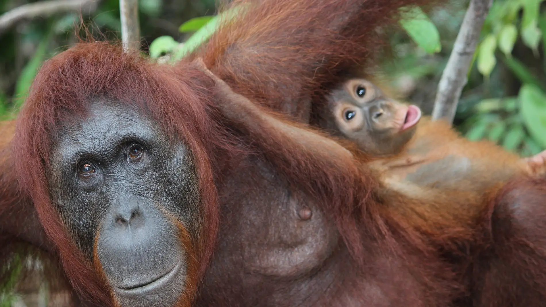 Madre orangután con su cría