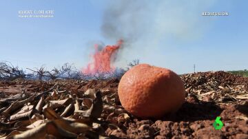 La agonía del negocio de la naranja en Valencia para dar paso al aguacate: una empresa arranca 70.000 árboles al mes