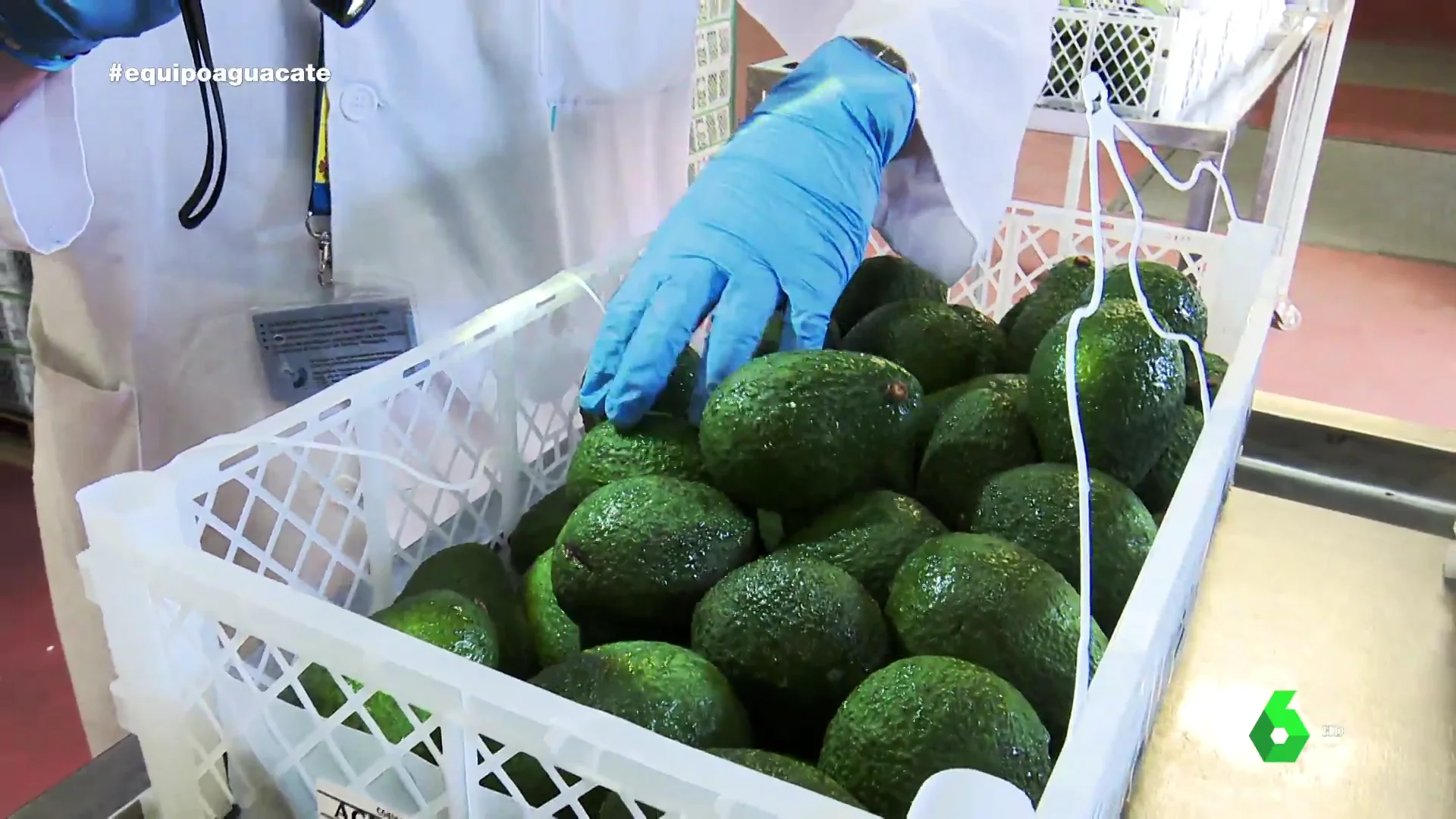 Inspección de Sanidad al aguacate importado: así examinan este producto que llega a España tras recorrer 9.000 kilómetros