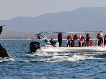 A las ballenas les encanta Riviera Nayarit en invierno A las ballenas les encanta Riviera Nayarit en invierno