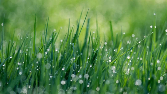 Cómo sembrar césped natural con éxito Cómo sembrar césped natural con éxito