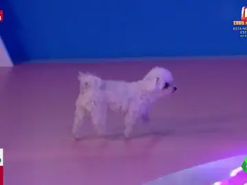 Así es el momentazo en el que una perra aparece en directo en pleno plató de Zapeando