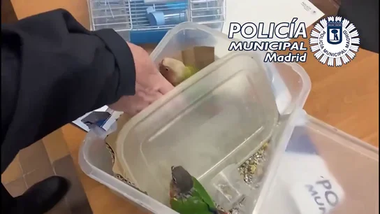 La Policía rescata a dos loros que iban a ser presuntamente cocinados en un restaurante asiático de Madrid La Policía rescata a dos loros que iban a ser presuntamente cocinados en un restaurante asiático de Madrid