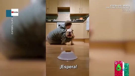 perro perro