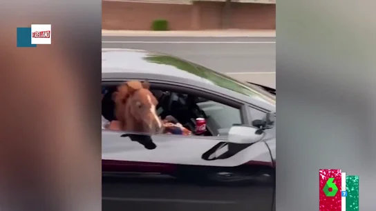 Caballo copiloto Caballo copiloto