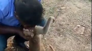 El momento en el que un hombre salva la vida a un mono practicándole el boca a boca