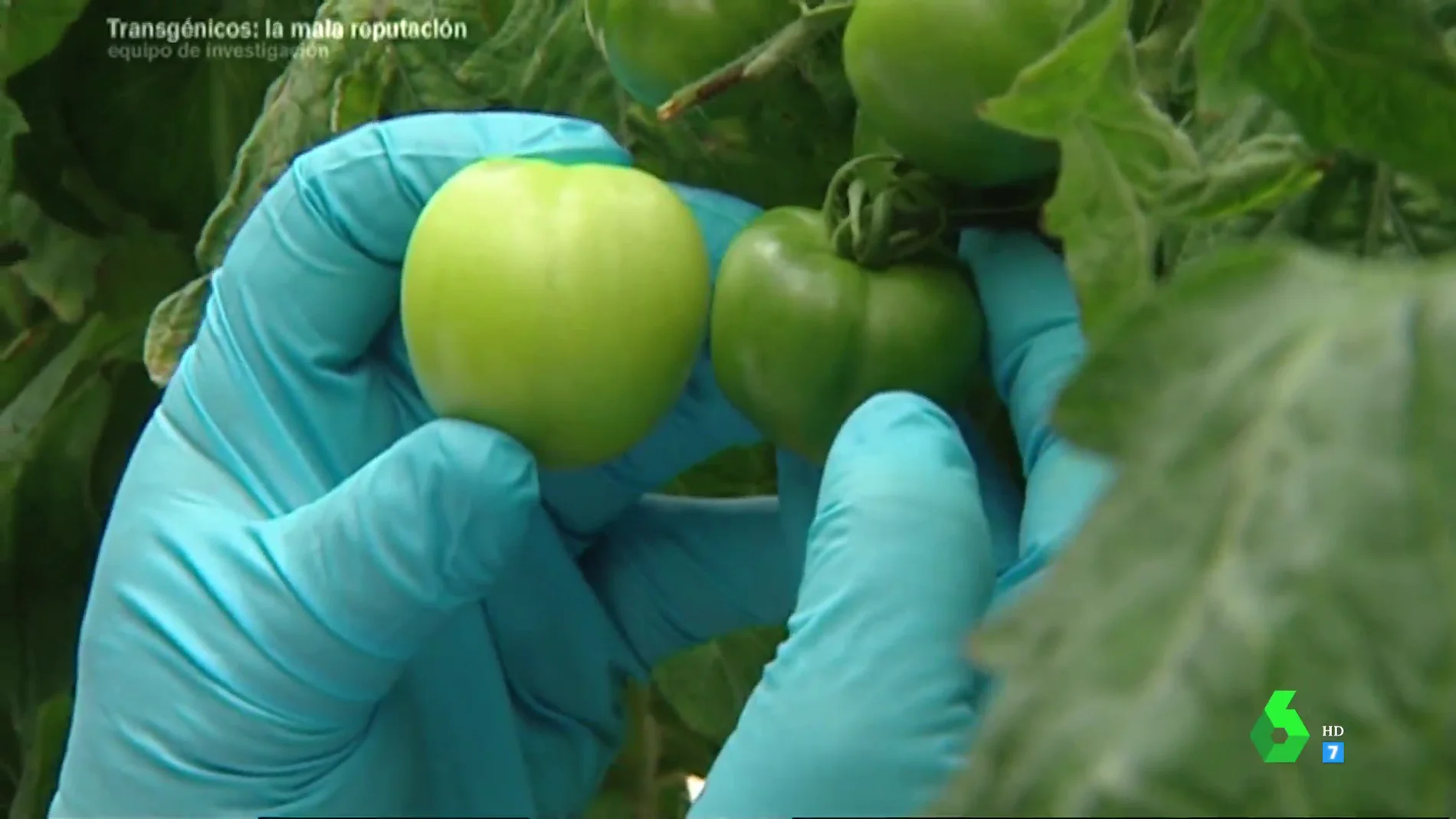 Tomates transgénicos: así se modifican en el laboratorio
