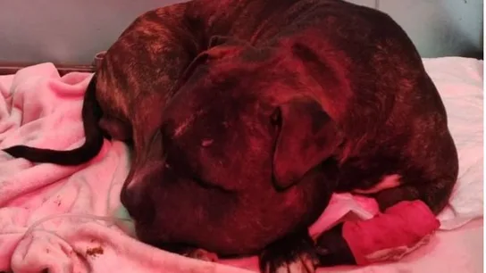 Un vecino de Valdemoro (Madrid) acusado de tirar a su perro desde un quinto piso en Nochebuena Santa