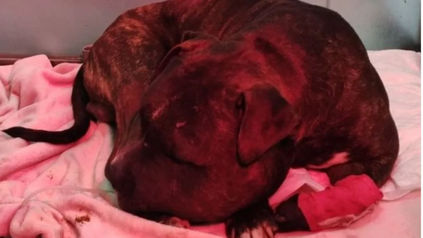 Un vecino de Valdemoro (Madrid) acusado de tirar a su perro desde un quinto piso en Nochebuena Santa