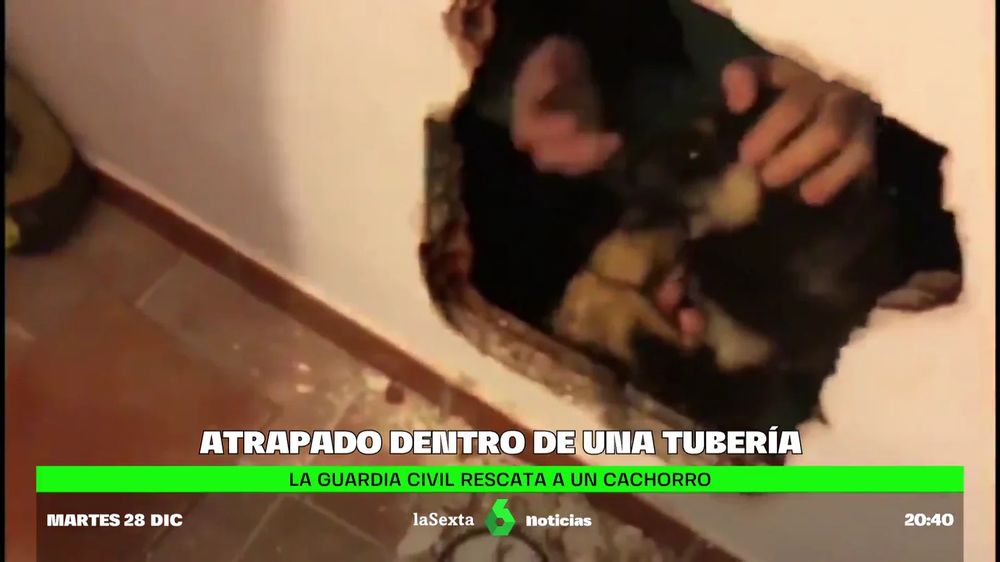 Rescate de un perrito Rescate de un perrito