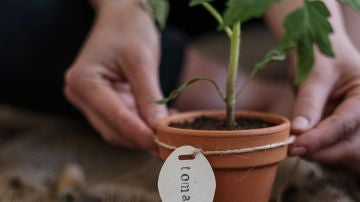 Cómo plantar tomates en casa