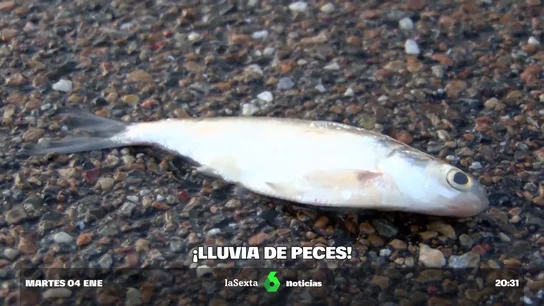 Lluvia de peces en Texas: la explicación tras este extraño fenómeno Lluvia de peces en Texas: la explicación tras este extraño fenómeno
