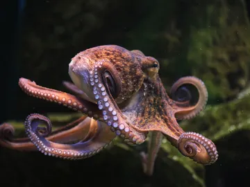Pulpo Pulpo