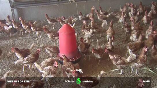 Catalu&ntilde;a confina a las aves criadas en libertad tras detectar cinco casos de gripe aviar