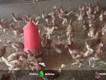 Cataluña confina a las aves criadas en libertad tras detectar cinco casos de gripe aviar