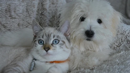 Si tuvieras que elegir, ¿prefieres perros o gatos? Si tuvieras que elegir, ¿prefieres perros o gatos?