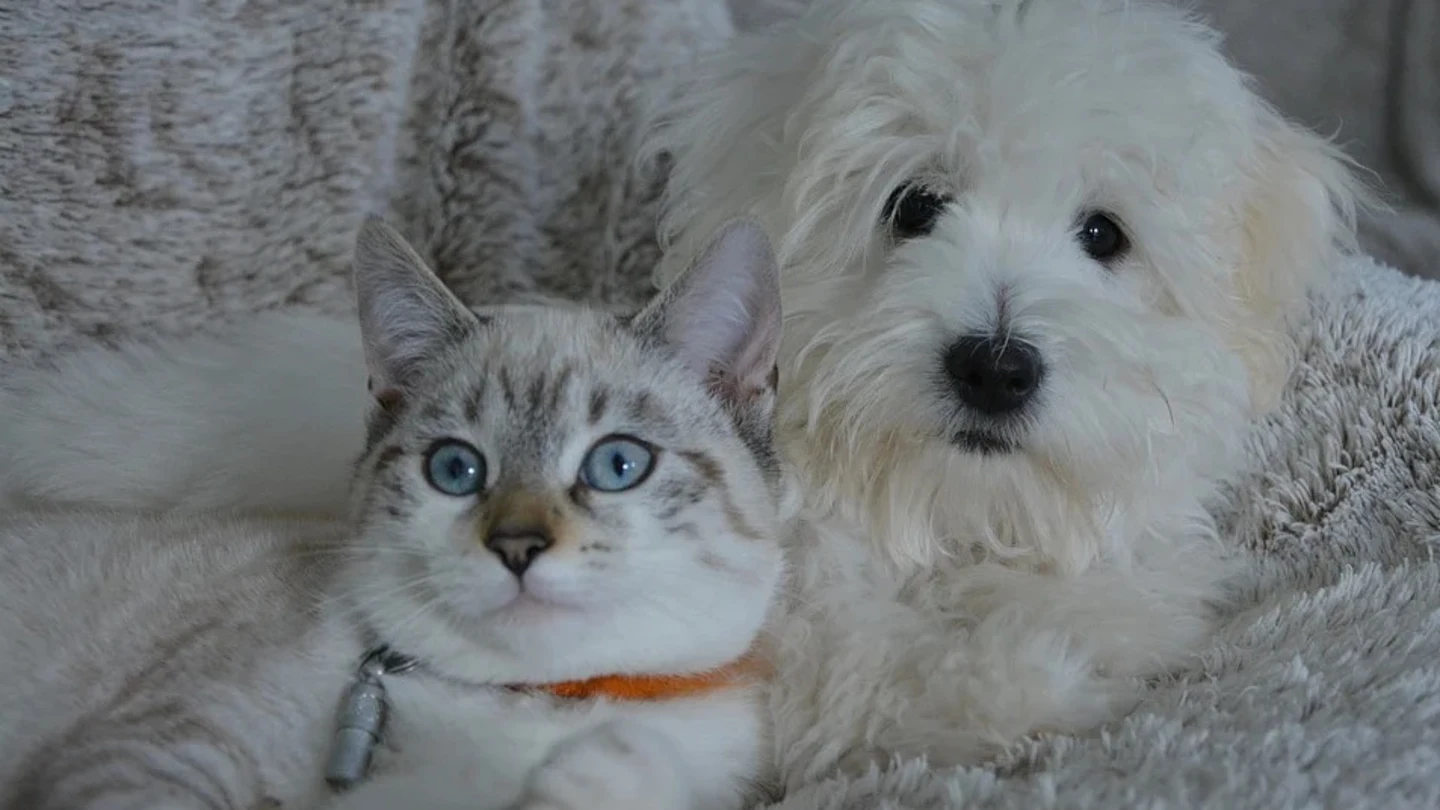 Si tuvieras que elegir, ¿prefieres perros o gatos? Si tuvieras que elegir, ¿prefieres perros o gatos?