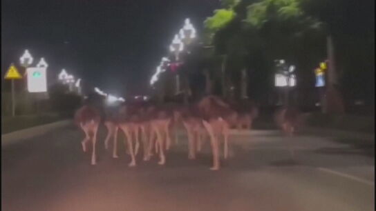 Un grupo de 80 avestruces aprovecha el desliz de un vigilante para escaparse de un criadero y correr por una ciudad china