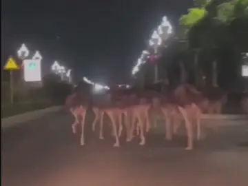 Un grupo de 80 avestruces aprovecha el desliz de un vigilante para escaparse de un criadero y correr por una ciudad china
