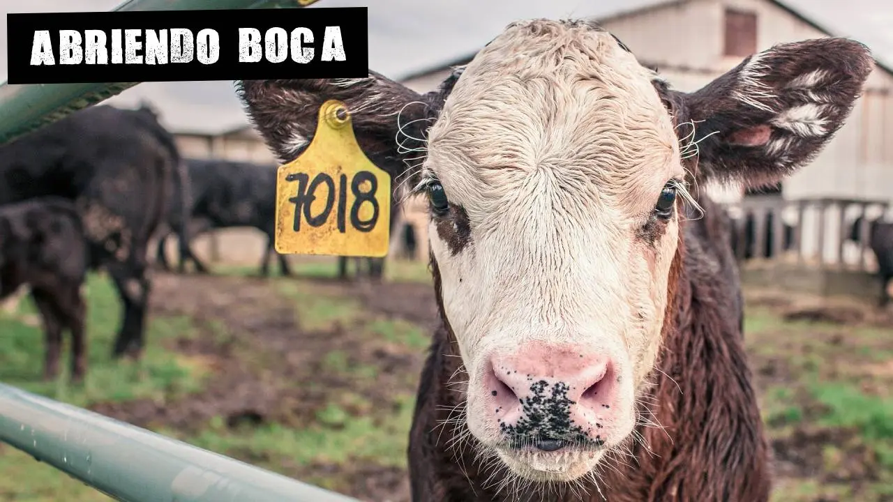 Imagen de archivo de una vaca