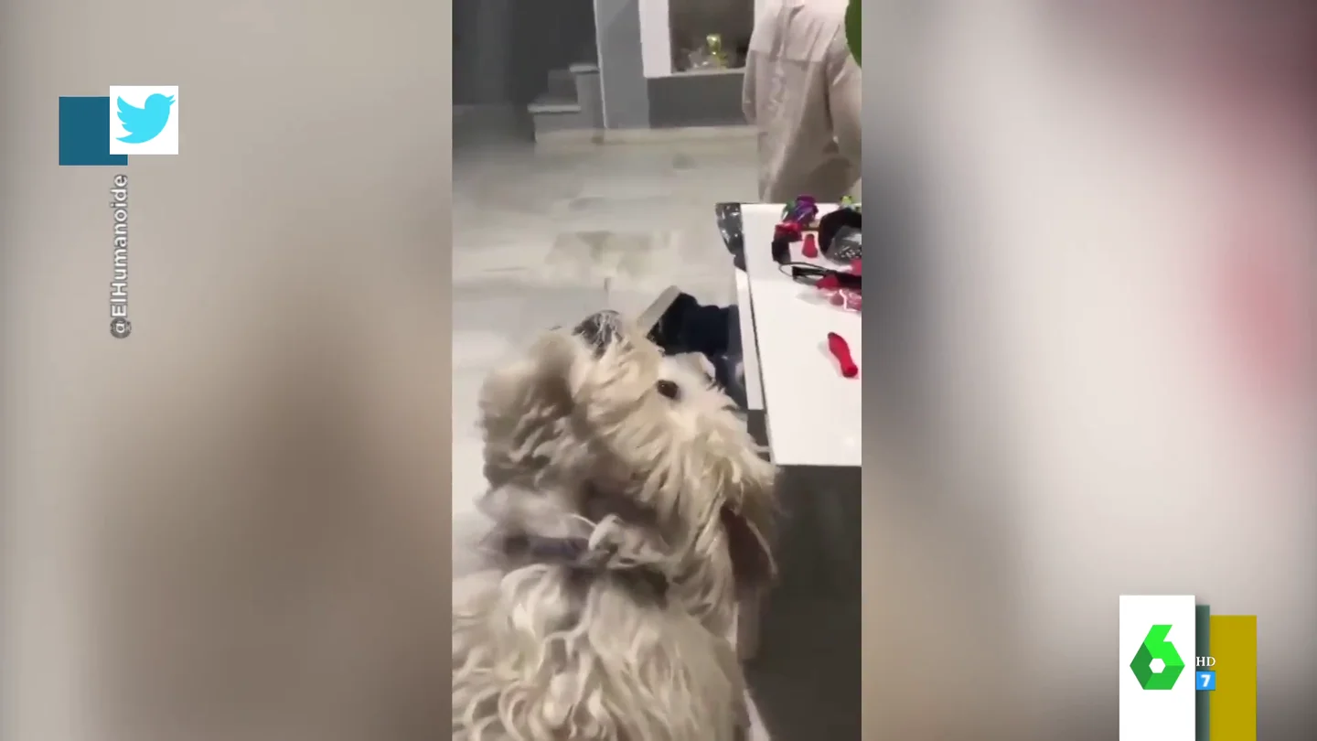 perro perro