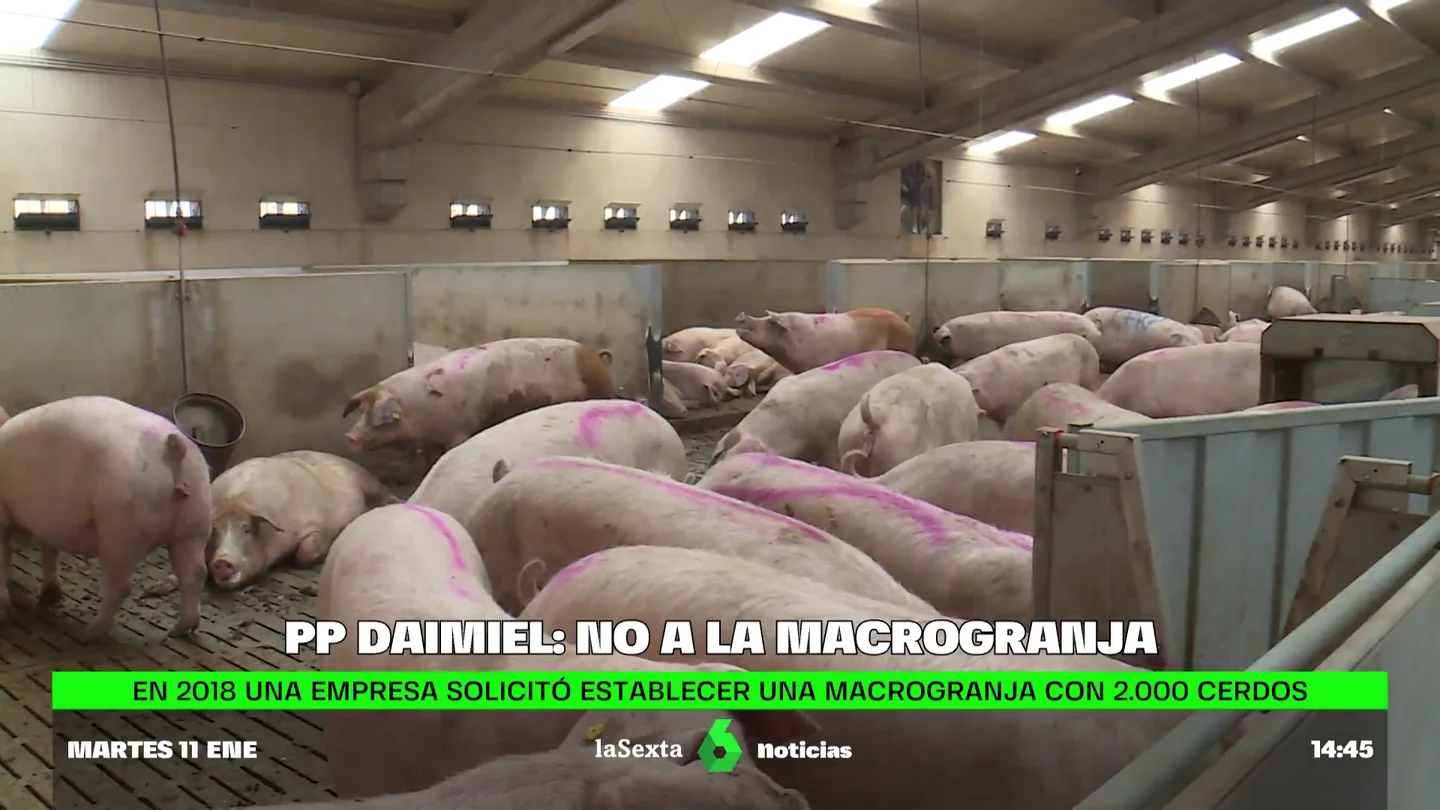 Daimiel, el pueblo gobernado por el PP en el que no habrá macrogranjas Daimiel, el pueblo gobernado por el PP en el que no habrá macrogranjas