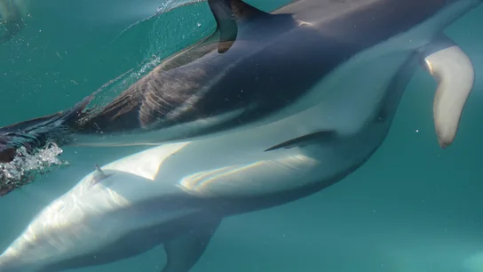 Delfines Delfines