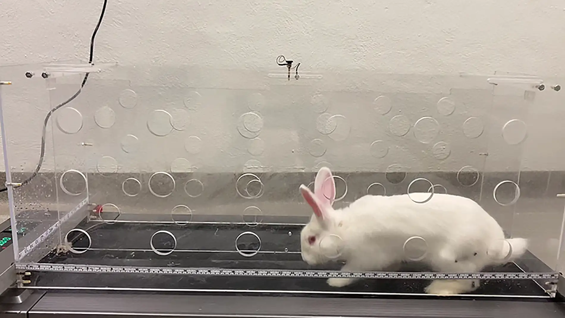 El conejo del estudio corre sobre una cinta de ejercicio