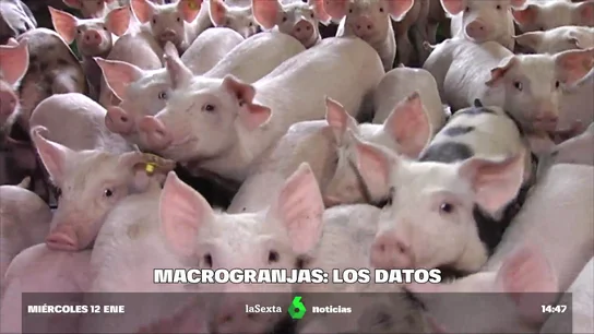 Preguntas y respuestas sobre las macrogranjas Preguntas y respuestas sobre las macrogranjas