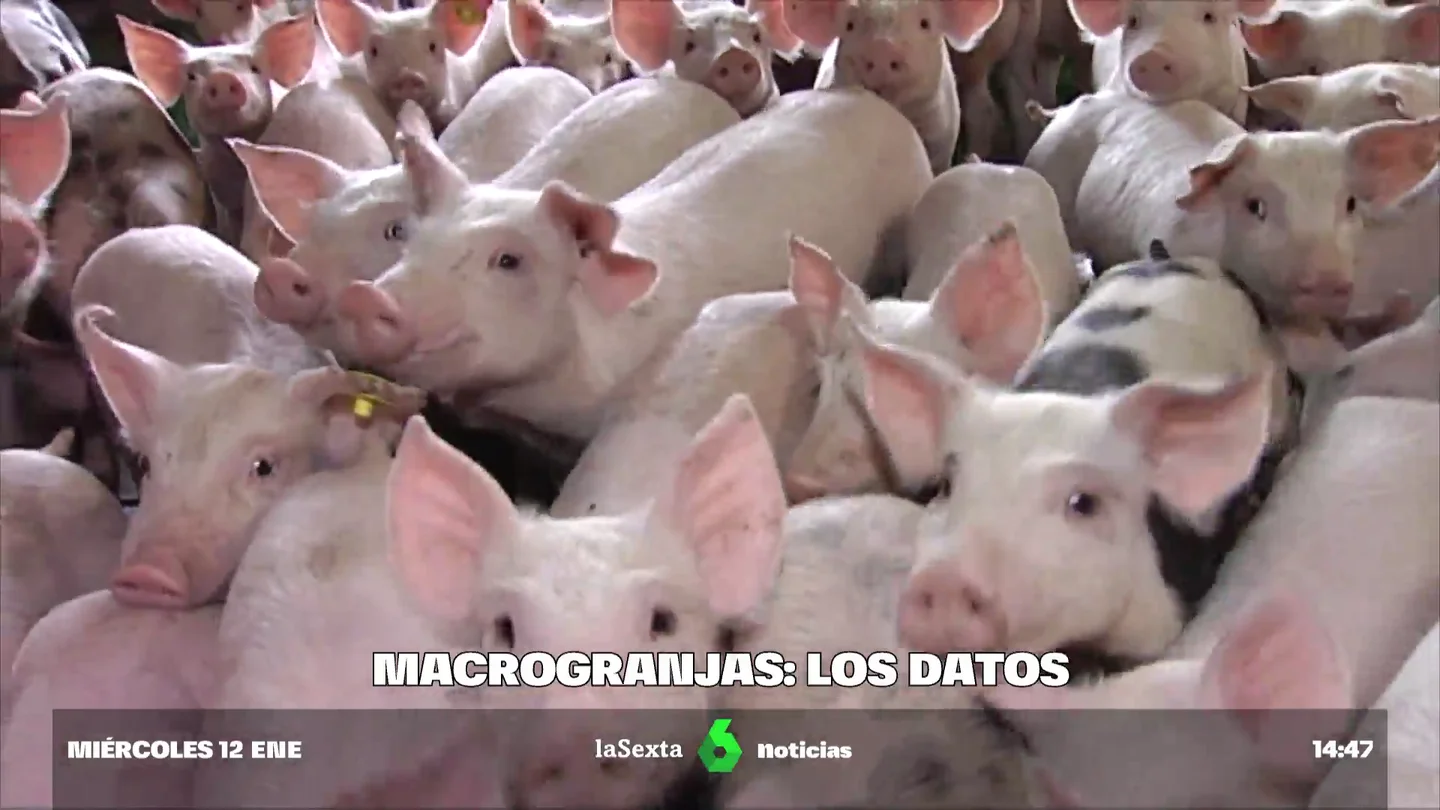 Preguntas y respuestas sobre las macrogranjas Preguntas y respuestas sobre las macrogranjas