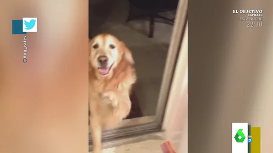 La tierna reacción de un perro al enfrentarse a su mayor miedo: salir por la puerta de la terraza La tierna reacción de un perro al enfrentarse a su mayor miedo: salir por la puerta de la terraza