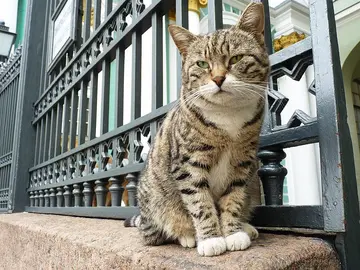 Los gatos del Museo Hermitage de San Petersburgo: ¿Cuántos hay y por qué son tan conocidos? Los gatos del Museo Hermitage de San Petersburgo: ¿Cuántos hay y por qué son tan conocidos?