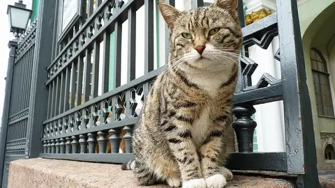 Los gatos del Museo Hermitage de San Petersburgo: ¿Cuántos hay y por qué son tan conocidos? Los gatos del Museo Hermitage de San Petersburgo: ¿Cuántos hay y por qué son tan conocidos?