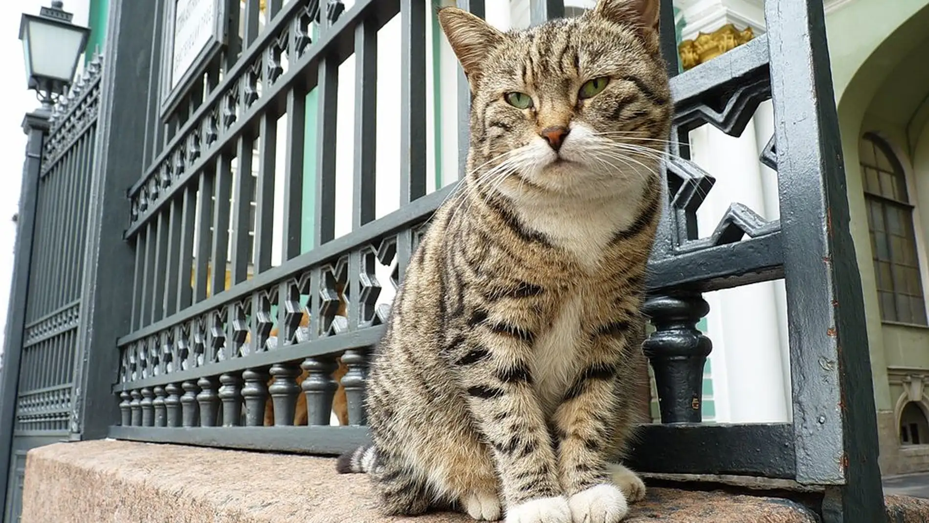 Los gatos del Museo Hermitage de San Petersburgo: ¿Cuántos hay y por qué son tan conocidos?
