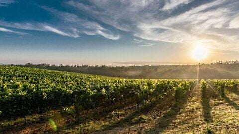 Viñedos. Ribera del Guadiana