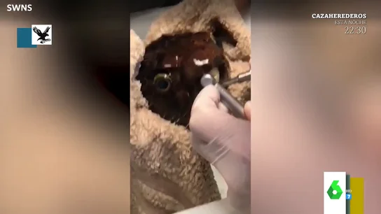 Así es la sorprendente visita de un pez globo al dentista Así es la sorprendente visita de un pez globo al dentista