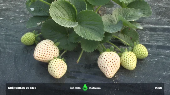 fresa blanca sabe piña fresa blanca sabe piña