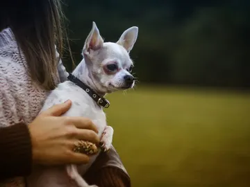 Chihuahua Chihuahua