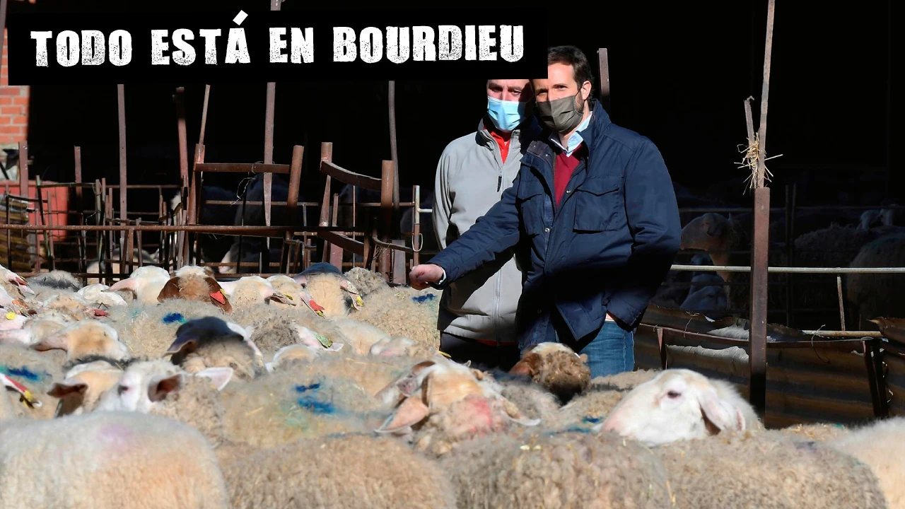 Un rumiante entre corderos