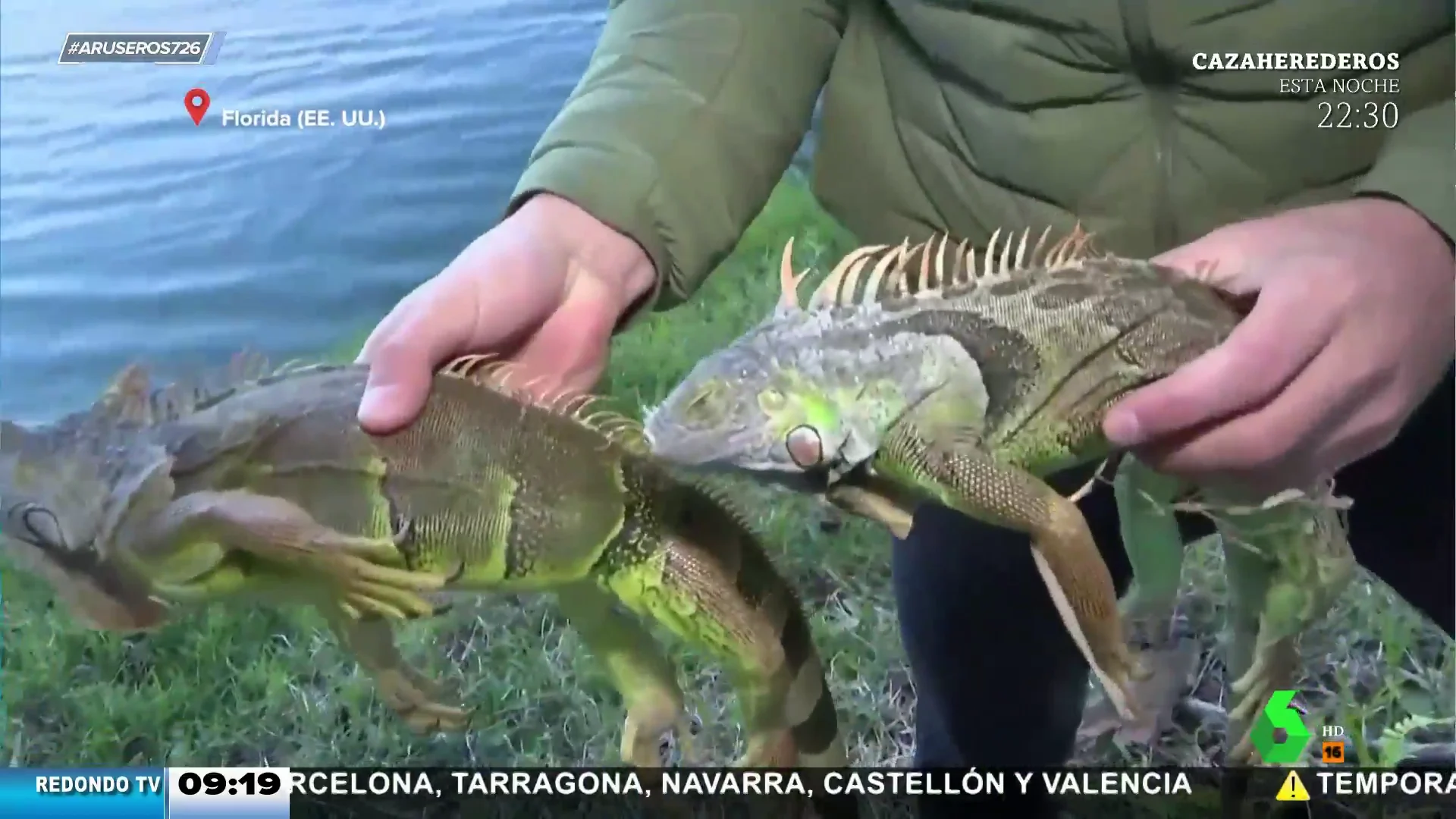 Lluvia de iguanas Florida