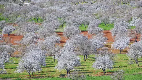 Santa Agnes, almendros en flor. Ibiza Santa Agnes, almendros en flor. Ibiza