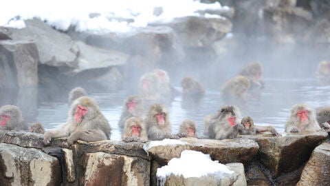 Jigokudani