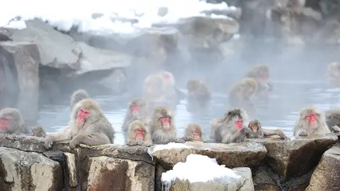 Jigokudani Jigokudani